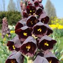 Fritillaria persica fleur
